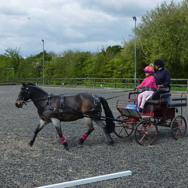 BDS Dorset and S Wilts Dressage and Cones Competition 2019