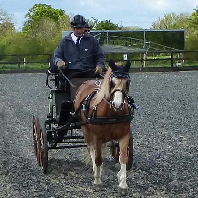 BDS Dorset and S Wilts Dressage and Cones Competition 2019