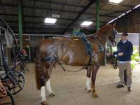 Harness fitting at Nutley Farm